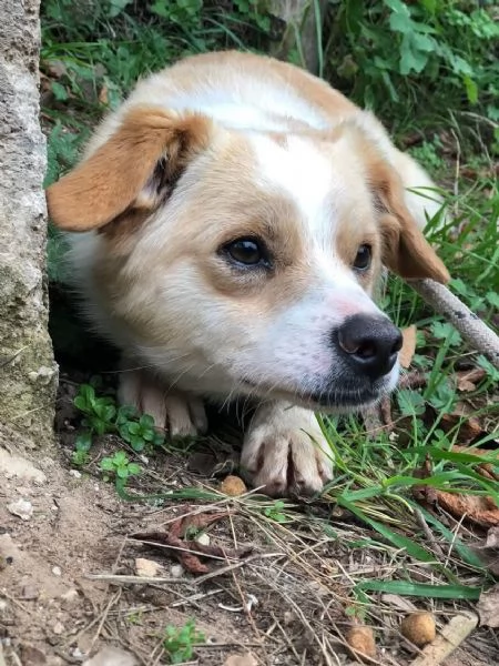 Topolino, canile basso lazio | Foto 0