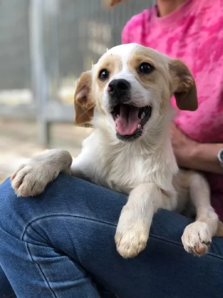 Topolino, canile basso lazio