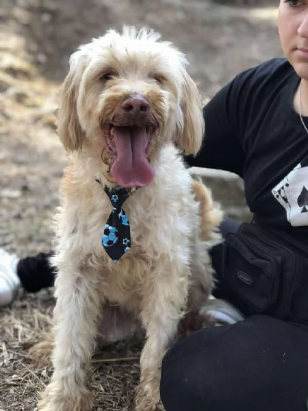 Vasco, canile basso lazio | Foto 5