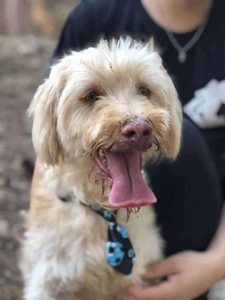 Vasco, canile basso lazio | Foto 2