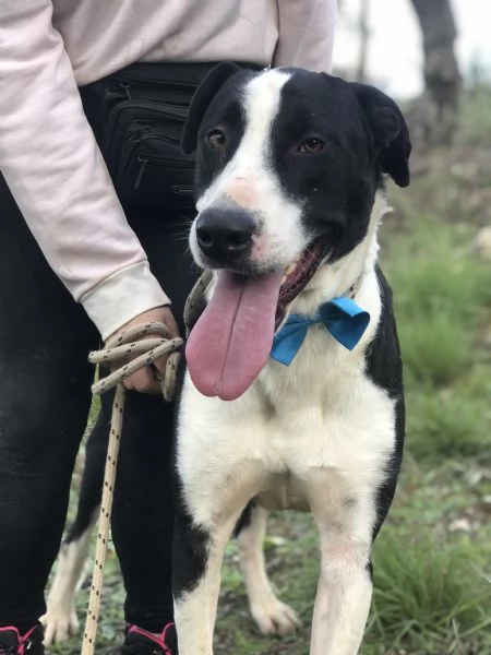 Vento, canile basso lazio