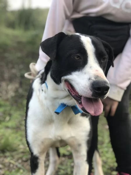 Vento, canile basso lazio | Foto 4