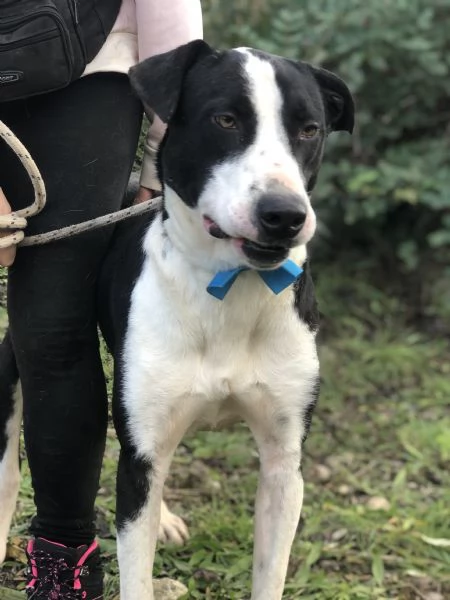 Vento, canile basso lazio | Foto 3