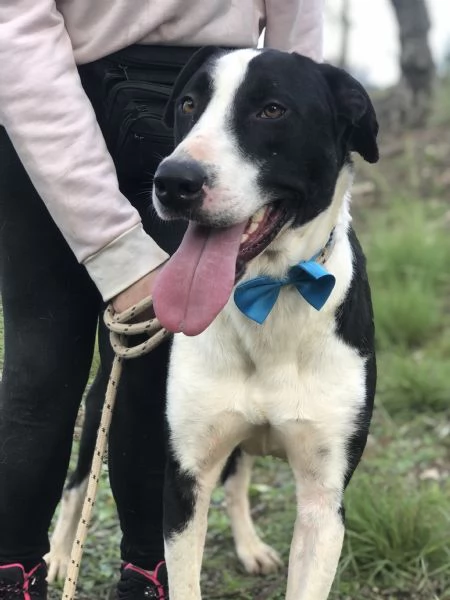 Vento, canile basso lazio | Foto 2