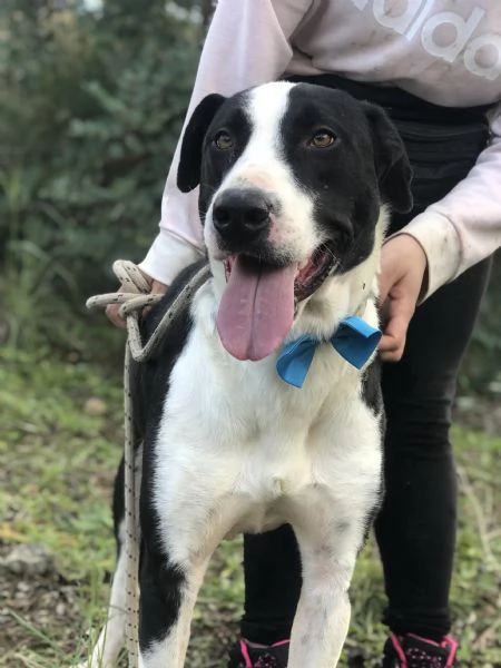 Vento, canile basso lazio | Foto 1