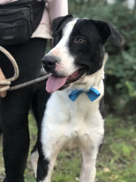 Vento, canile basso lazio | Foto 0