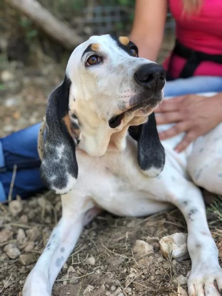 Vittorio, canile basso lazio
