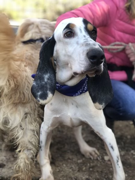 Vittorio, canile basso lazio | Foto 5