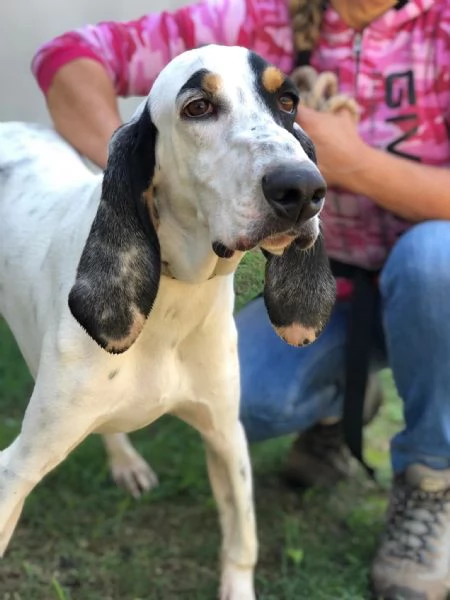 Vittorio, canile basso lazio | Foto 4