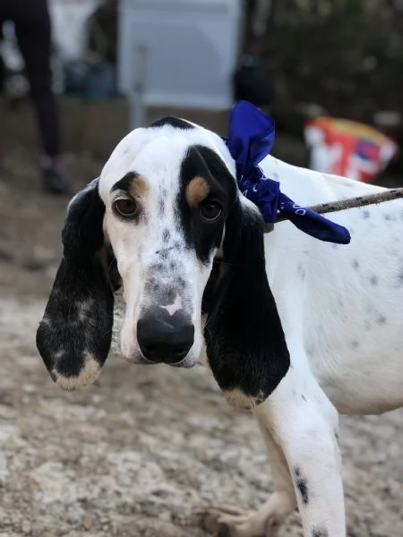 Vittorio, canile basso lazio | Foto 3