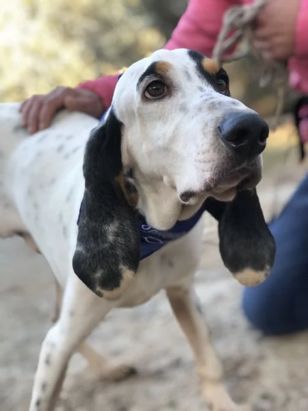 Vittorio, canile basso lazio | Foto 2