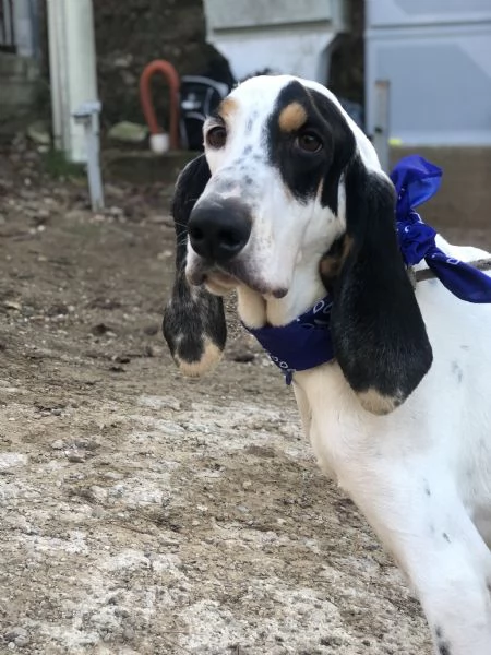 Vittorio, canile basso lazio | Foto 1