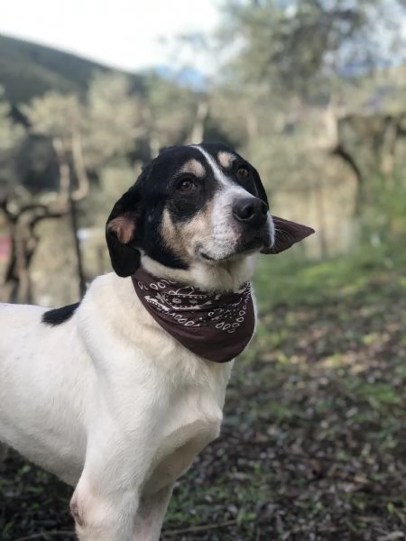 Wild, canile basso lazio