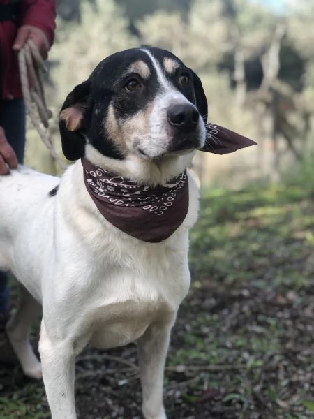 Wild, canile basso lazio | Foto 2