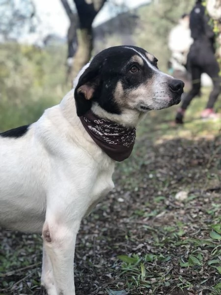 Wild, canile basso lazio | Foto 1