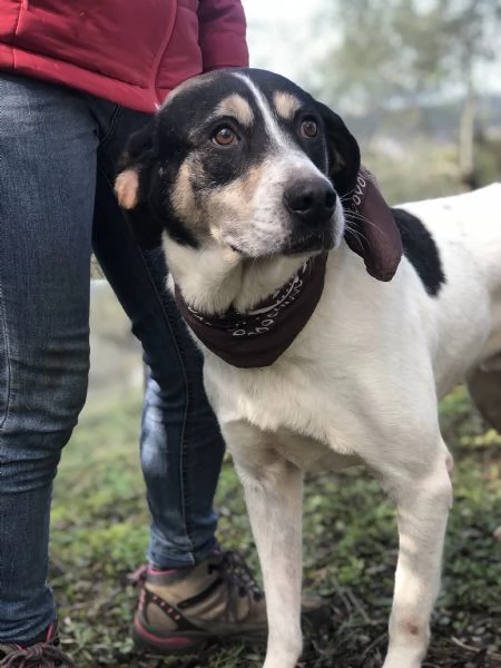 Wild, canile basso lazio | Foto 0