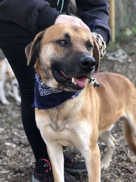 Bart, canile basso lazio | Foto 6