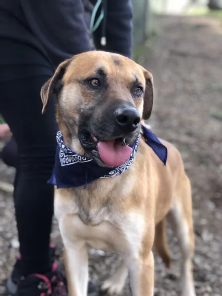 Bart, canile basso lazio | Foto 5