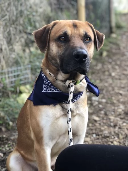 Bart, canile basso lazio | Foto 4