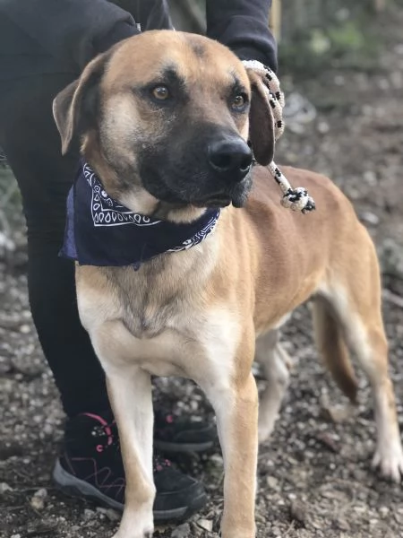 Bart, canile basso lazio | Foto 3