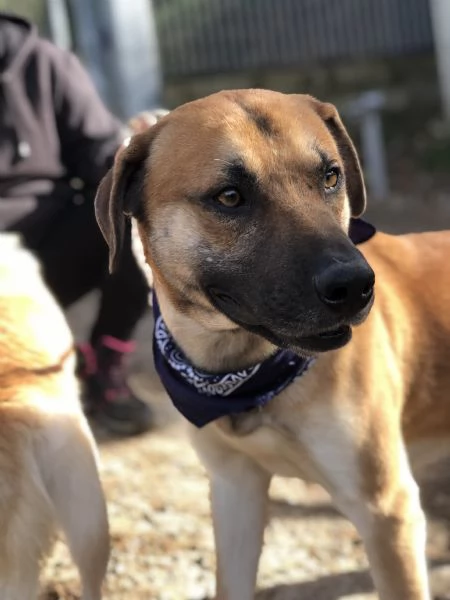 Bart, canile basso lazio