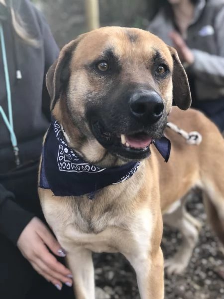 Bart, canile basso lazio | Foto 0