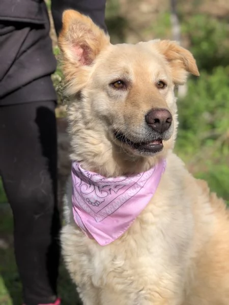 Lisa, canile basso lazio | Foto 4