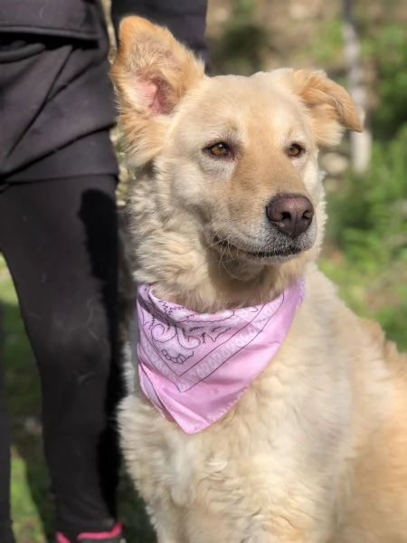 Lisa, canile basso lazio | Foto 3