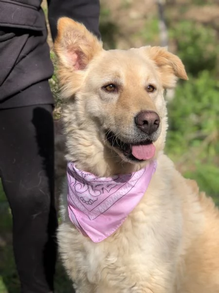 Lisa, canile basso lazio