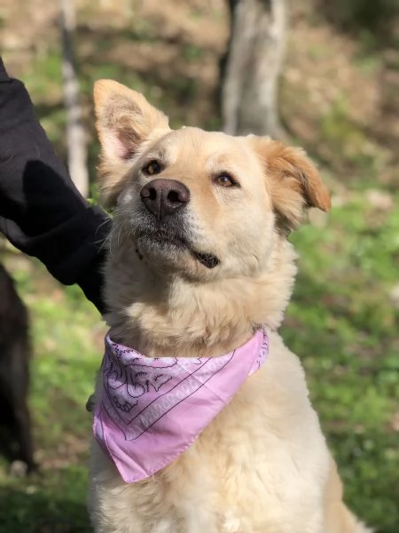 Lisa, canile basso lazio | Foto 1