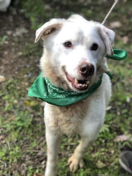 Lenticchia, canile basso lazio | Foto 4