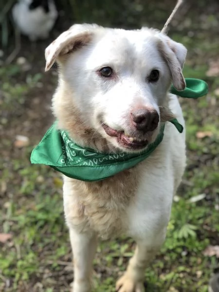 Lenticchia, canile basso lazio | Foto 3