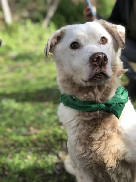 Lenticchia, canile basso lazio | Foto 2