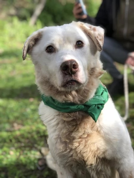 Lenticchia, canile basso lazio | Foto 1