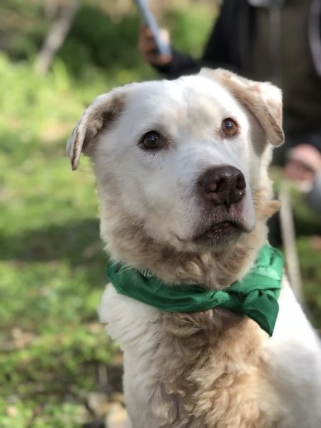 Lenticchia, canile basso lazio