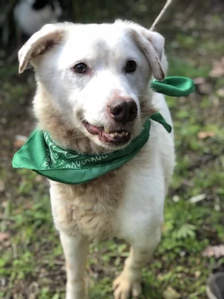 Lenticchia, canile basso lazio | Foto 0