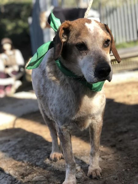 Giustino, canile basso lazio | Foto 2