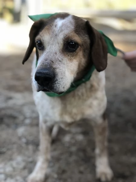 Giustino, canile basso lazio | Foto 1