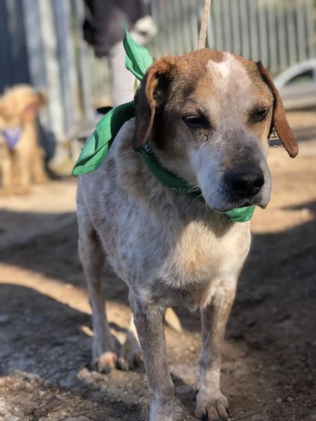 Giustino, canile basso lazio | Foto 0