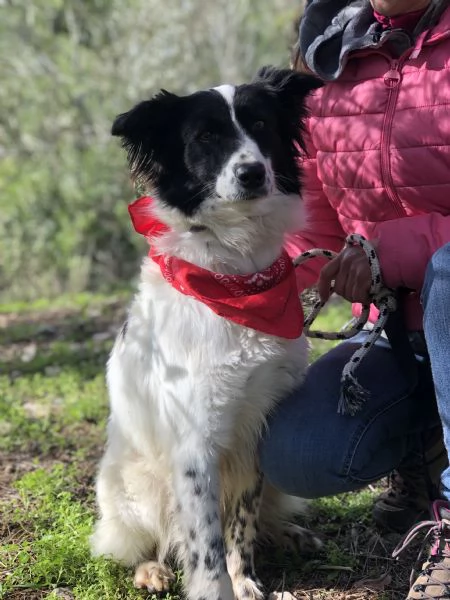 Vicky, canile basso lazio | Foto 1