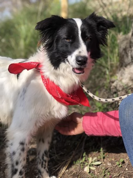 Vicky, canile basso lazio | Foto 0