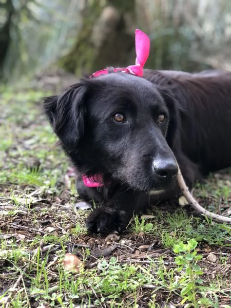 Susy, canile basso lazio | Foto 4