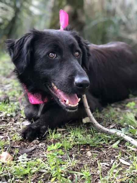 Susy, canile basso lazio | Foto 3