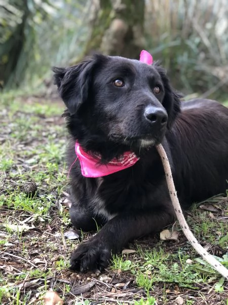 Susy, canile basso lazio