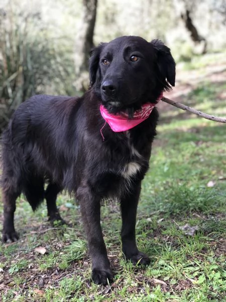 Susy, canile basso lazio | Foto 1