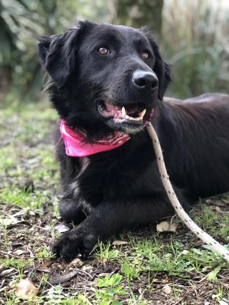 Susy, canile basso lazio | Foto 0