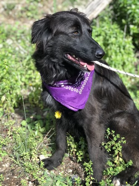 Maya, canile basso lazio | Foto 3