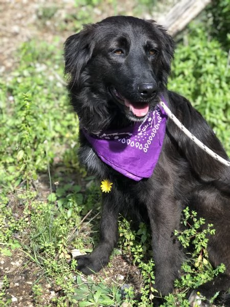 Maya, canile basso lazio | Foto 2