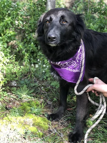 Maya, canile basso lazio | Foto 1