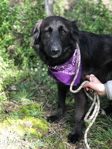 Maya, canile basso lazio | Foto 0